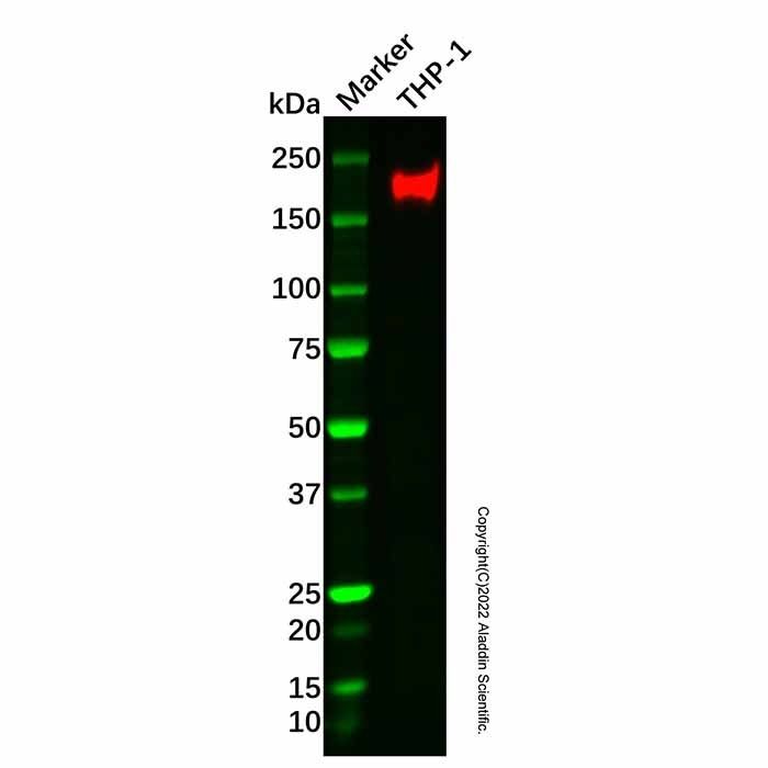 Recombinant CD11a Antibody -    by Aladdin Scientific