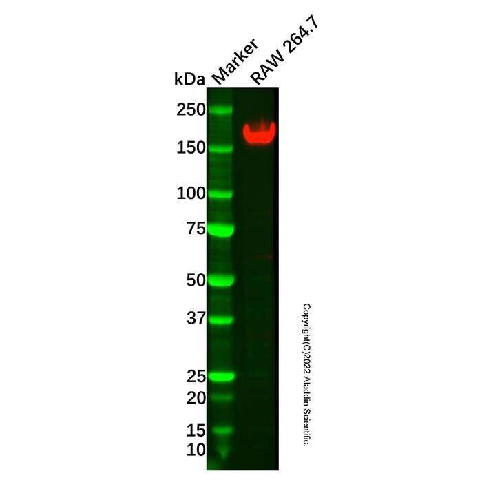 Recombinant CD11b Antibody -    by Aladdin Scientific