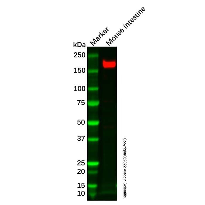 Recombinant CD13 Antibody -    by Aladdin Scientific