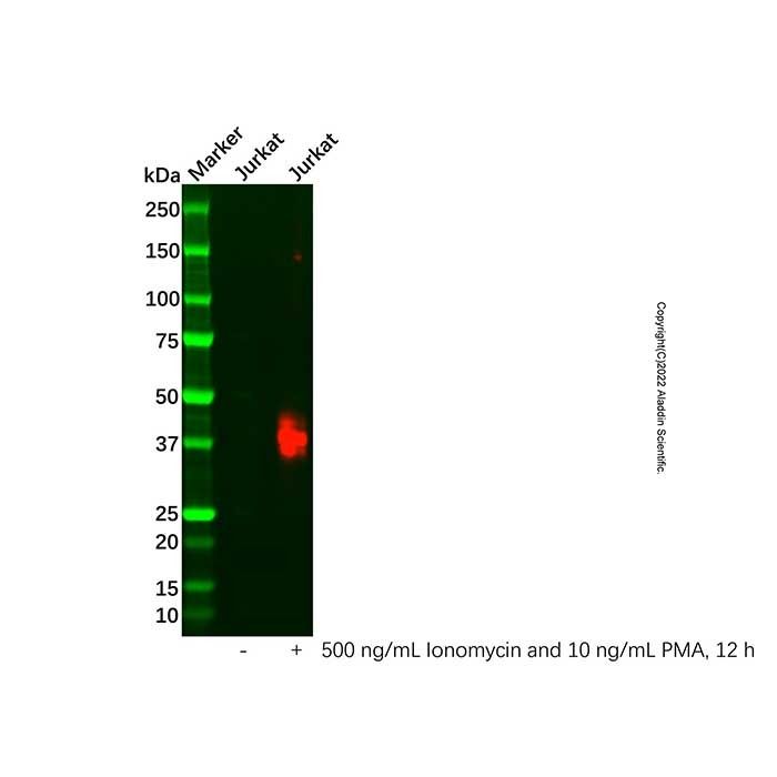 Recombinant CD134/OX40 Antibody -    by Aladdin Scientific
