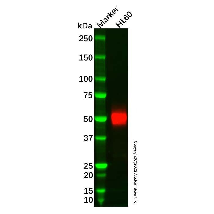 CD14 Mouse mAb -    by Aladdin Scientific