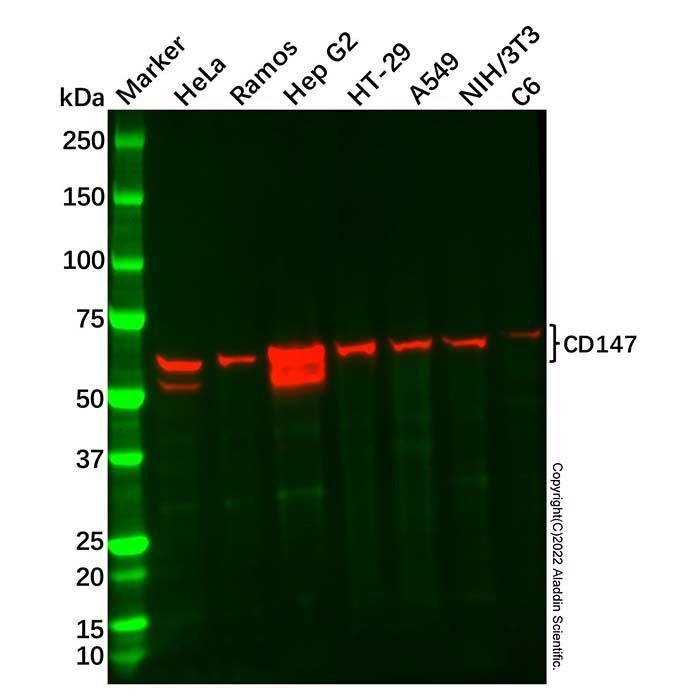 Recombinant CD147 Antibody -    by Aladdin Scientific