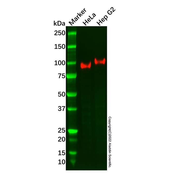 Recombinant CD166 Antibody -    by Aladdin Scientific