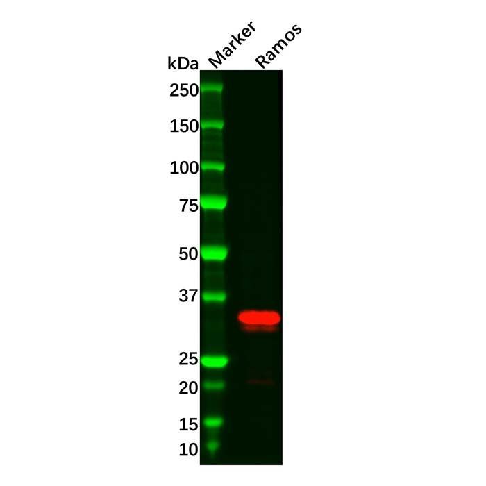 Recombinant CD20 Antibody -    by Aladdin Scientific