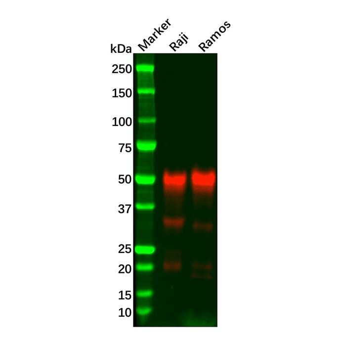 Recombinant CD27 Antibody -    by Aladdin Scientific