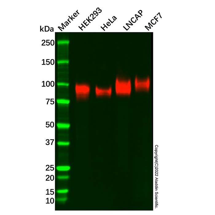 CD276 Antibody -    by Aladdin Scientific