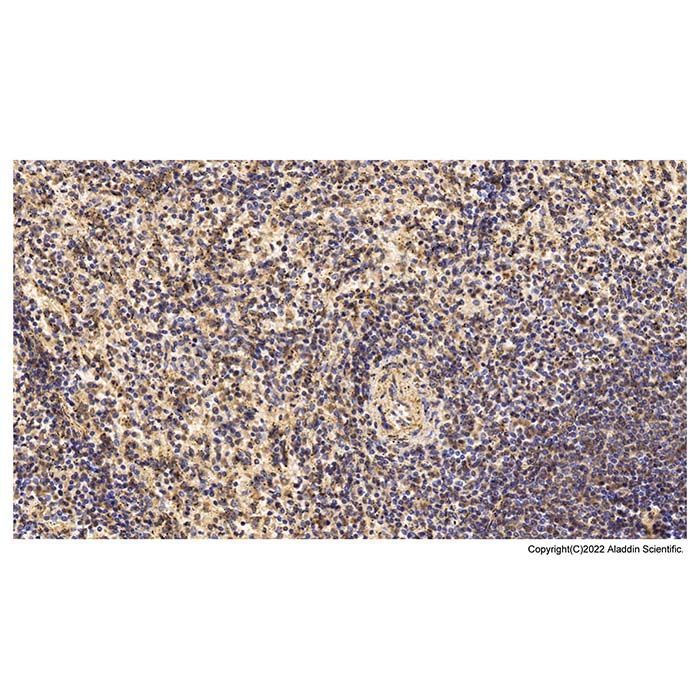 CD3 epsilon Mouse mAb -    by Aladdin Scientific