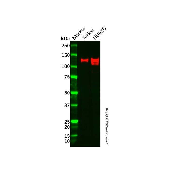 Recombinant CD31 Antibody -    by Aladdin Scientific