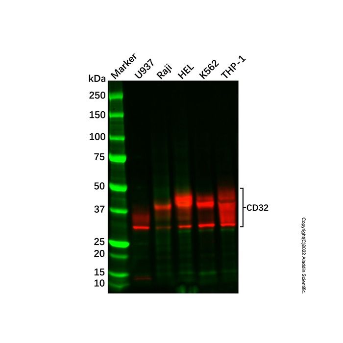 Recombinant CD32 Antibody -    by Aladdin Scientific