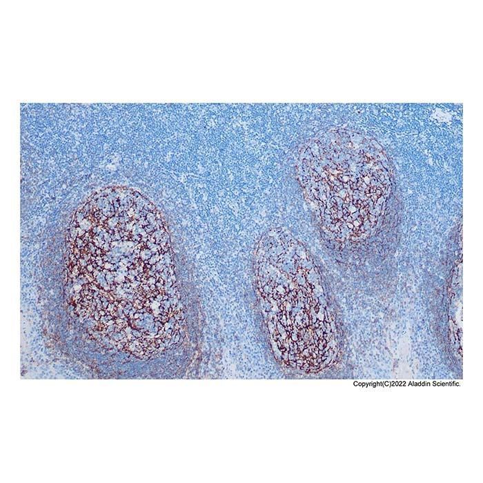Recombinant CD35 Antibody -    by Aladdin Scientific