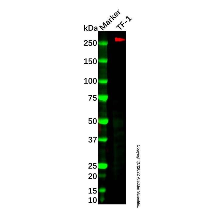 Recombinant CD35 Antibody -    by Aladdin Scientific