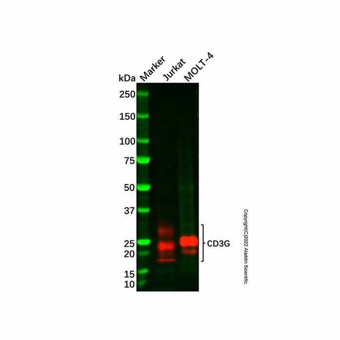 Recombinant CD3G Antibody -    by Aladdin Scientific