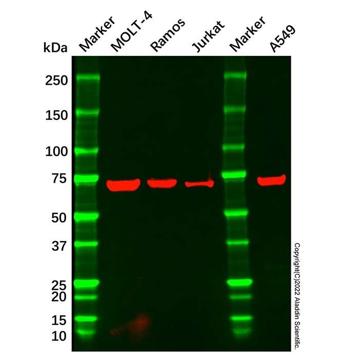 CD42b Mouse mAb -    by Aladdin Scientific