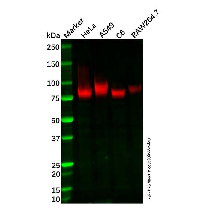 Recombinant CD44 Antibody -    by Aladdin Scientific