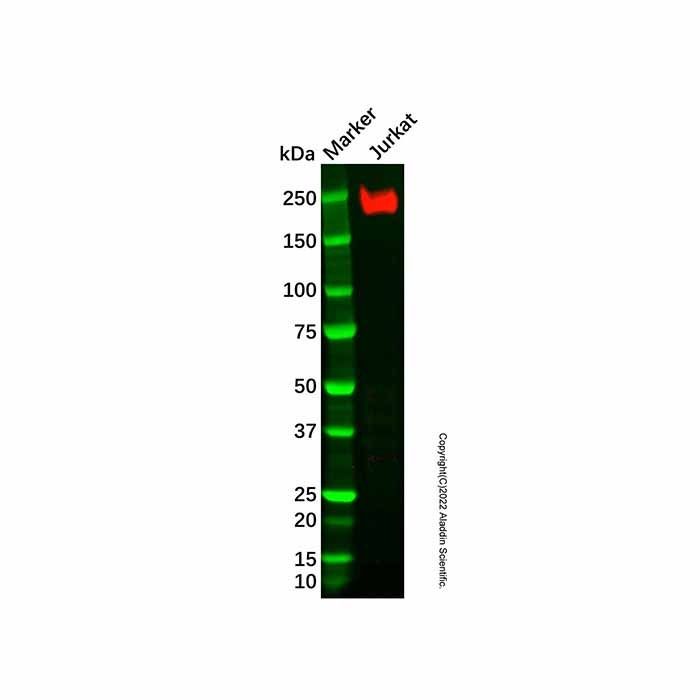 Recombinant CD45 Antibody -    by Aladdin Scientific