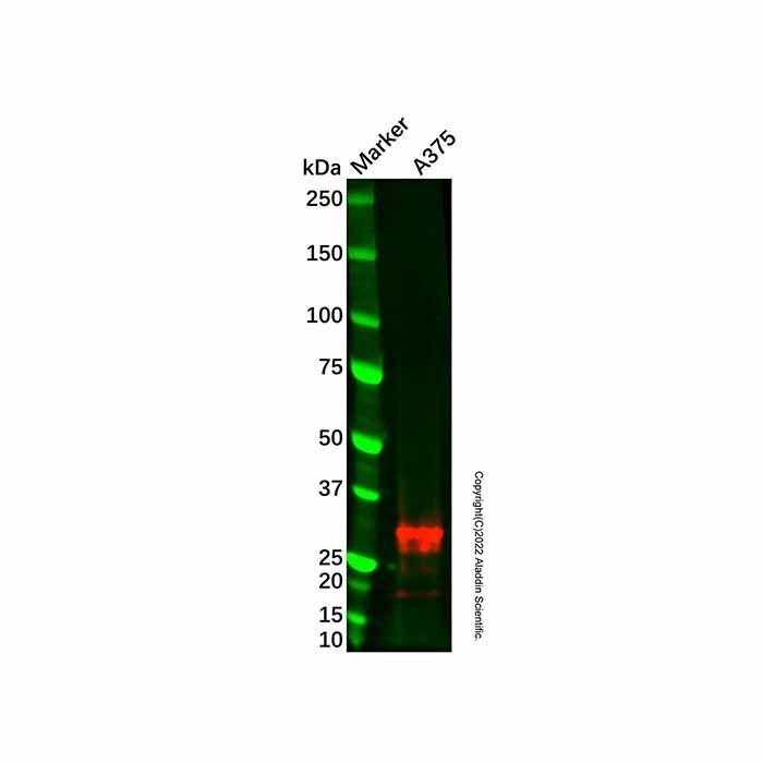 Recombinant CD63 Antibody -    by Aladdin Scientific