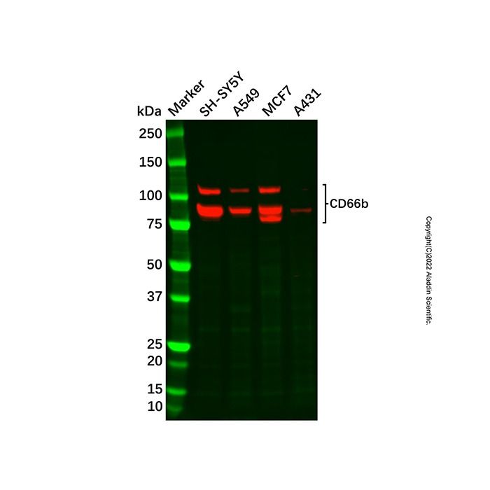 Recombinant CD66b Antibody -    by Aladdin Scientific