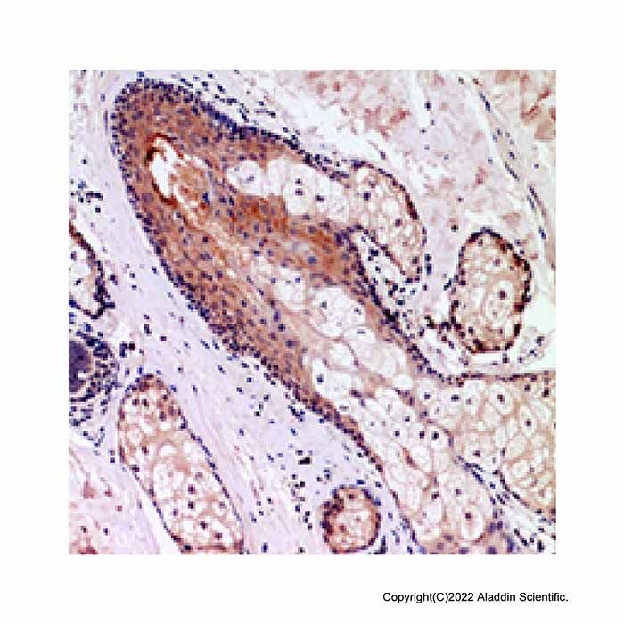 CD68 Antibody -    by Aladdin Scientific