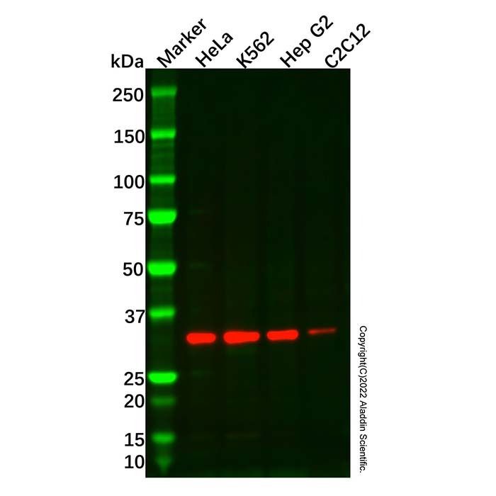 Recombinant CD8 alpha Antibody -    by Aladdin Scientific