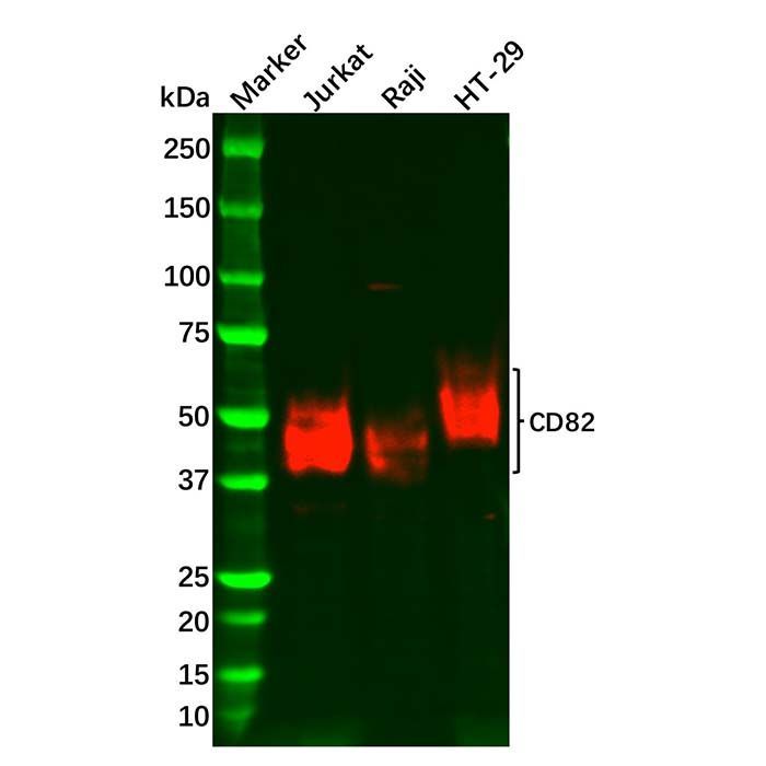 Recombinant CD82 Antibody -    by Aladdin Scientific