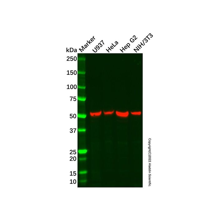 Recombinant Cdc25B Antibody -    by Aladdin Scientific