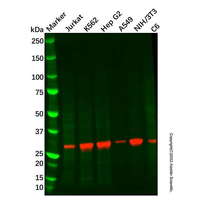 Recombinant Cdc34 Antibody -    by Aladdin Scientific