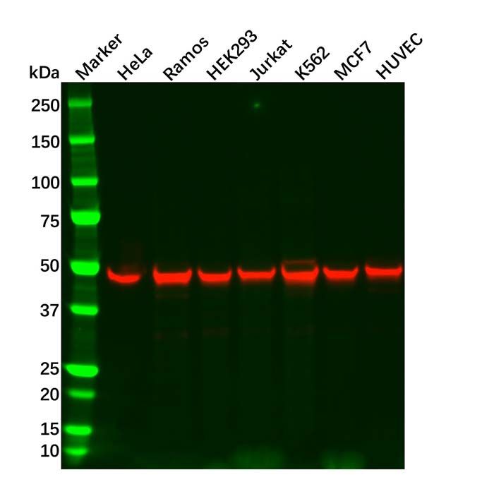 Recombinant Cdc37 Antibody -    by Aladdin Scientific