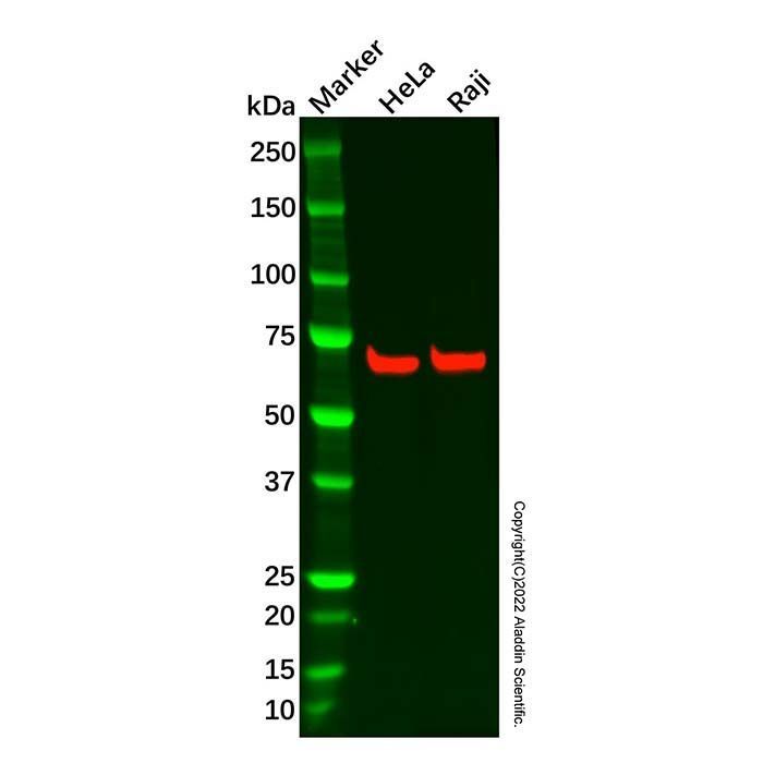 Recombinant CDC7 Antibody -    by Aladdin Scientific