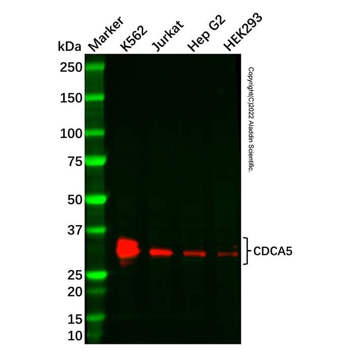 Recombinant CDCA5 Antibody -    by Aladdin Scientific