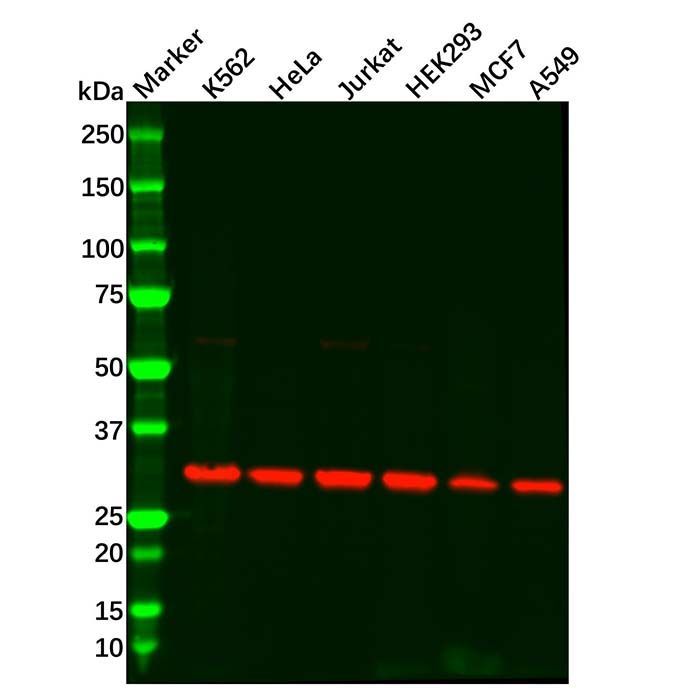 Recombinant CDK1 Antibody -    by Aladdin Scientific