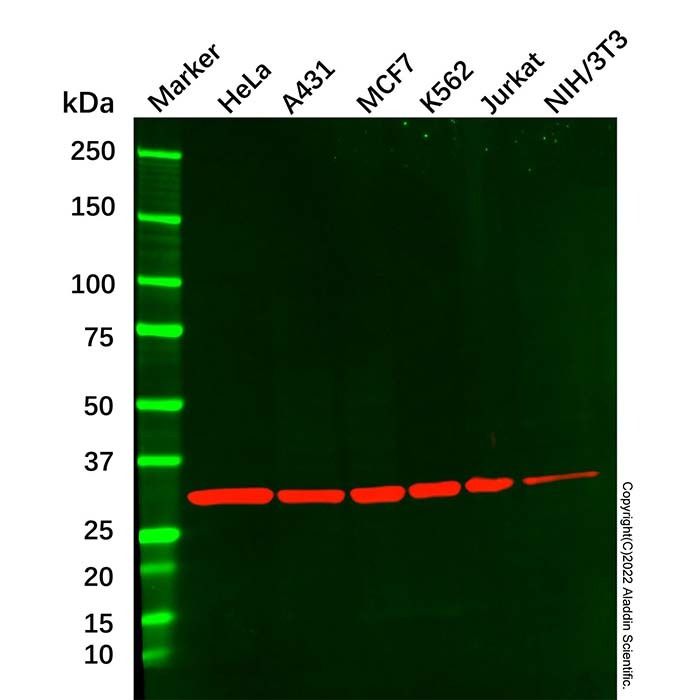 CDK2 Mouse mAb - by Aladdin Scientific