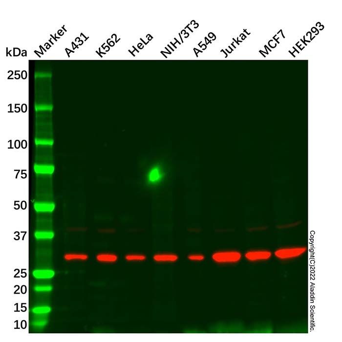 CDK5 Mouse mAb - by Aladdin Scientific