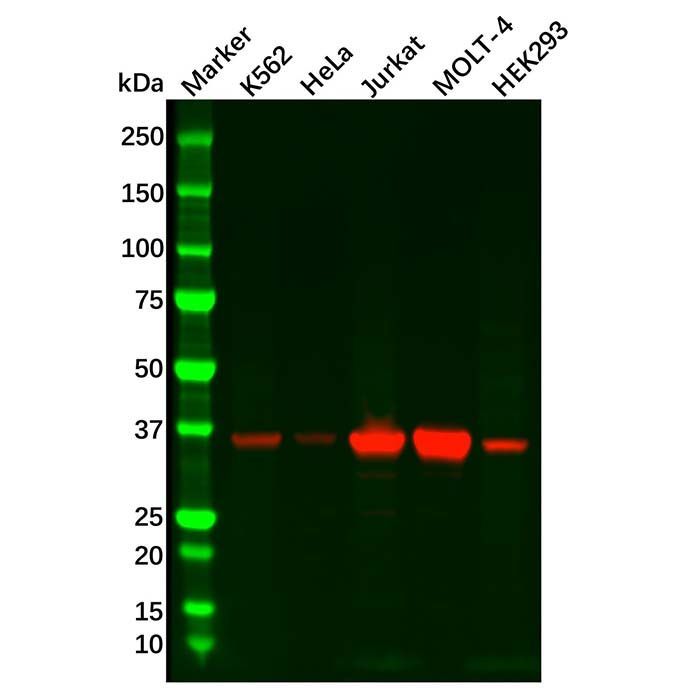 Recombinant Cdk6 Antibody -    by Aladdin Scientific