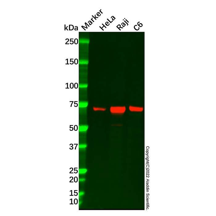 CDT1/DUP Antibody -    by Aladdin Scientific