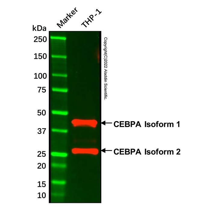 CEBPA Mouse mAb - by Aladdin Scientific