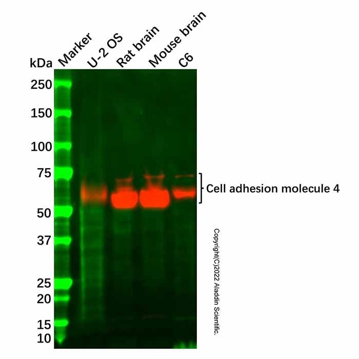 Cell adhesion molecule 4 Antibody -    by Aladdin Scientific