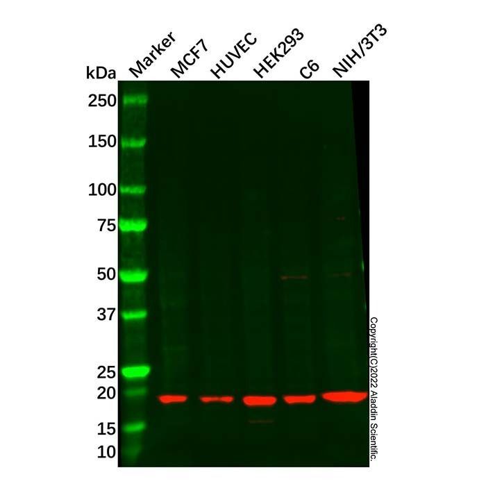 Centrin 2 Antibody -    by Aladdin Scientific