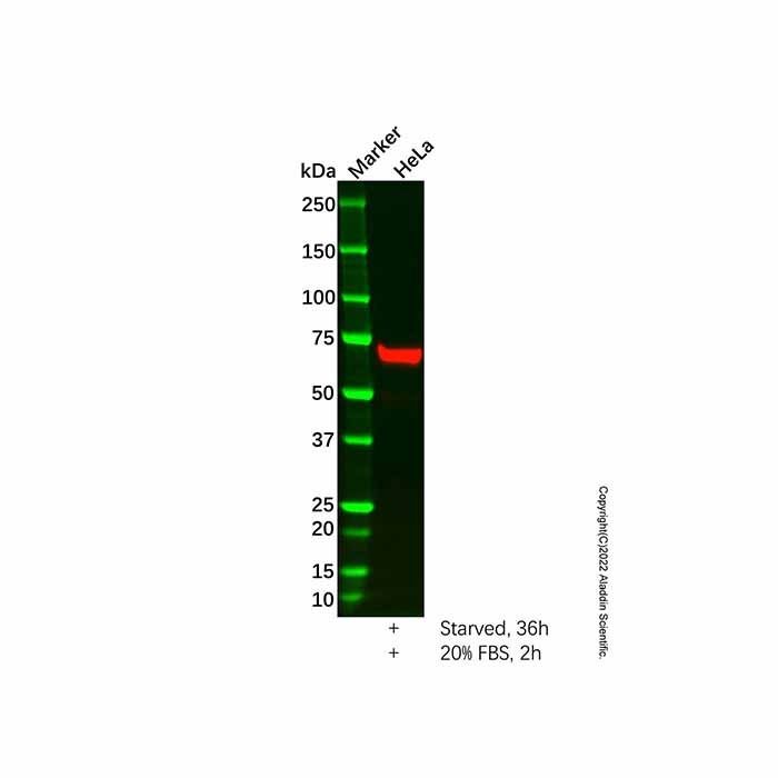 c-Fos Mouse mAb - by Aladdin Scientific