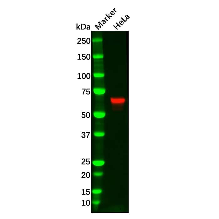 Recombinant Chk2 Antibody -    by Aladdin Scientific