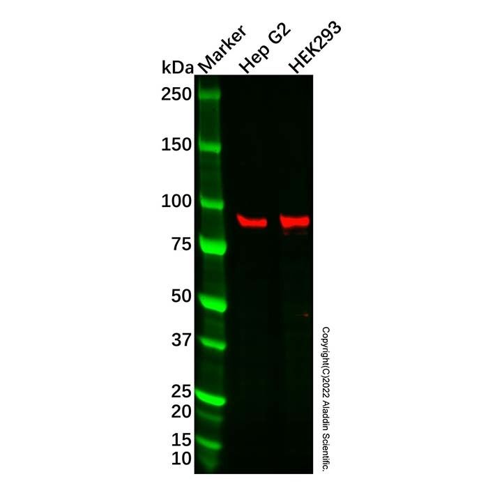 CHSS2 Antibody - by Aladdin Scientific