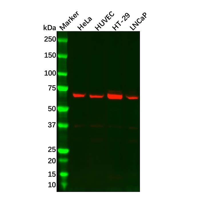 Recombinant cIAP1 Antibody -    by Aladdin Scientific