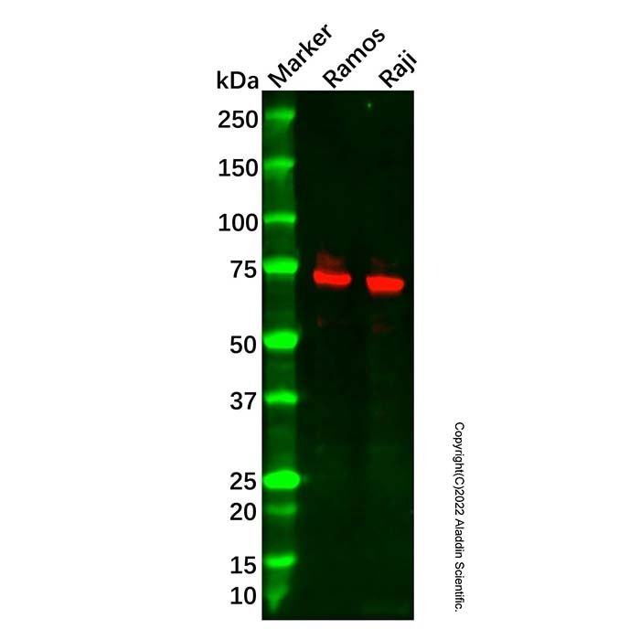Recombinant cIAP2 Antibody -    by Aladdin Scientific