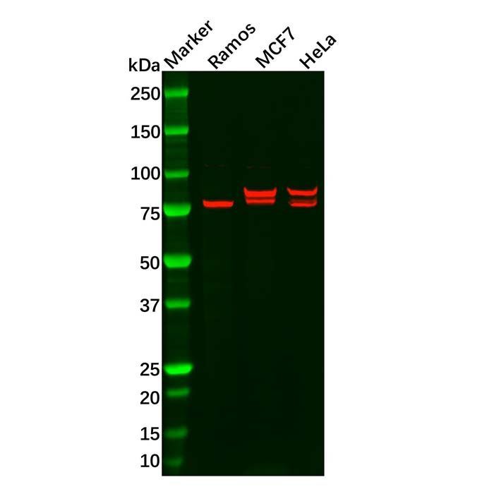 cIAP2 Mouse mAb - by Aladdin Scientific