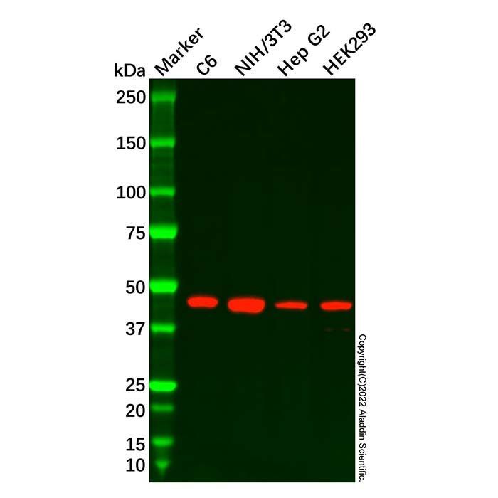 Recombinant Citrate Synthetase Antibody -    by Aladdin Scientific