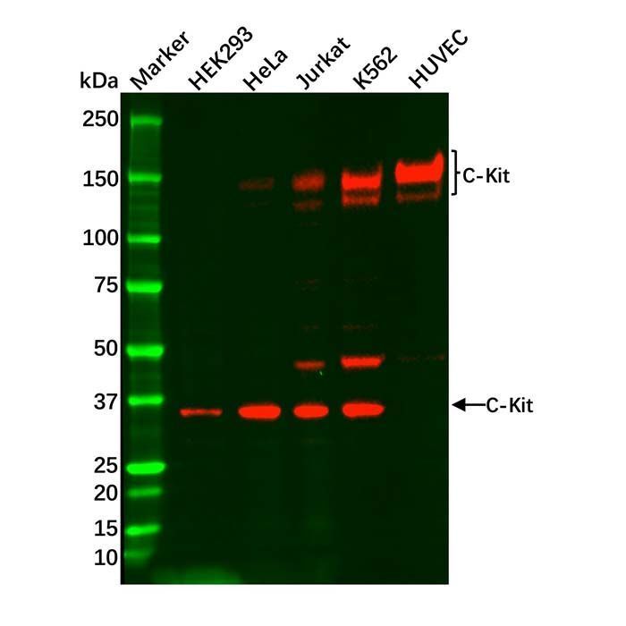 Recombinant c-Kit Antibody -    by Aladdin Scientific