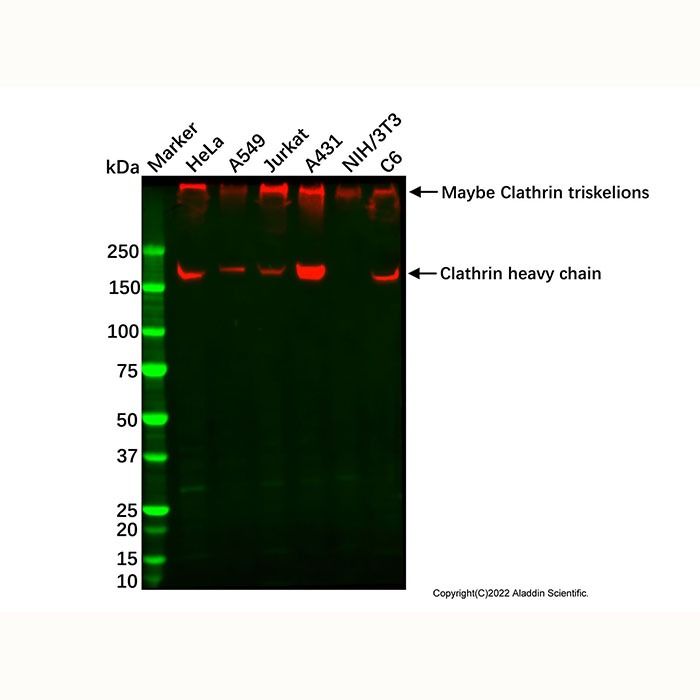 Recombinant Clathrin heavy chain Antibody -    by Aladdin Scientific