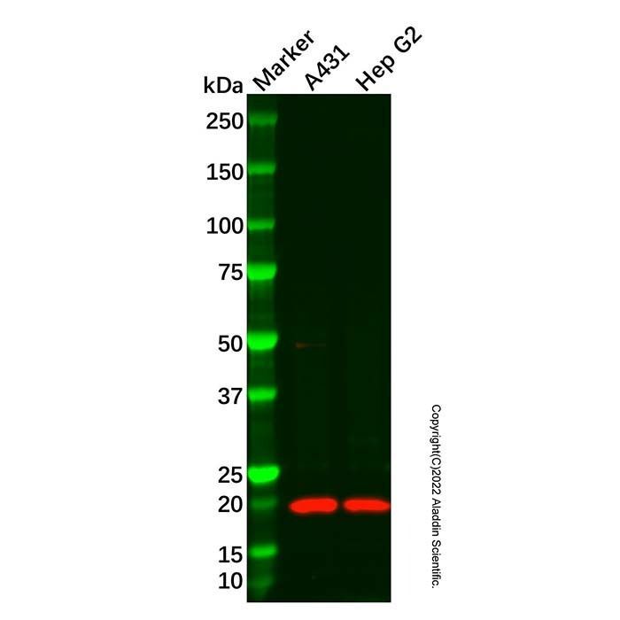 Recombinant Claudin 1 Antibody -    by Aladdin Scientific