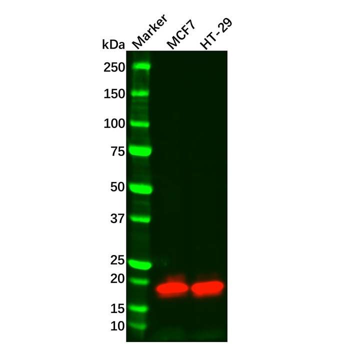 Recombinant Claudin 3 Antibody -    by Aladdin Scientific
