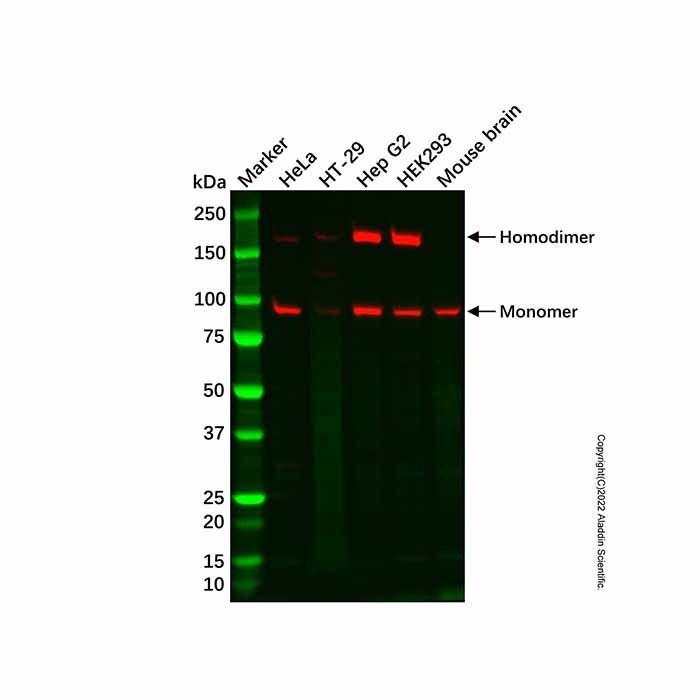 Recombinant ClC-2 Antibody -    by Aladdin Scientific