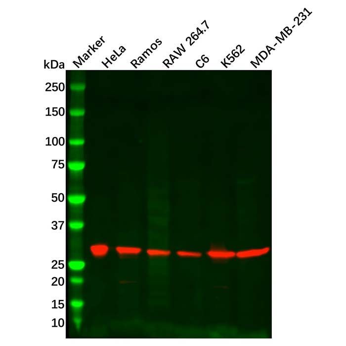 Recombinant CLIC1 Antibody -    by Aladdin Scientific